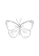 Butterfly Line Art | Luo oma juliste