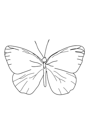 Butterfly Line Art