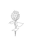 Sunflower Line Art | Luo oma juliste