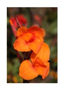 Bright Orange Flowers | Luo oma juliste