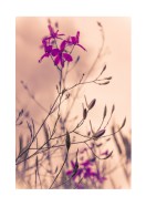 Purple Flowers Close-Up | Luo oma juliste