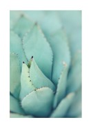 Agave Plant Leaves | Luo oma juliste