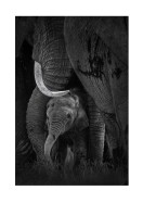 Newborn Elephant With Mother | Luo oma juliste