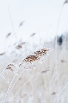 Reeds In Winter