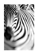 Zebra Portrait | Luo oma juliste