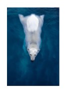 Swimming Polar Bear | Luo oma juliste