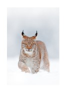 Lynx In Winter Landscape | Luo oma juliste