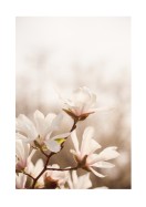 Magnolia Flowers In Spring | Luo oma juliste