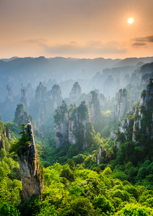 Beautiful Forest At Sunset