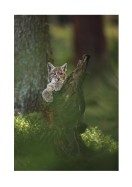 Wild Lynx In Nature | Luo oma juliste