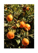 Ripe Oranges | Luo oma juliste