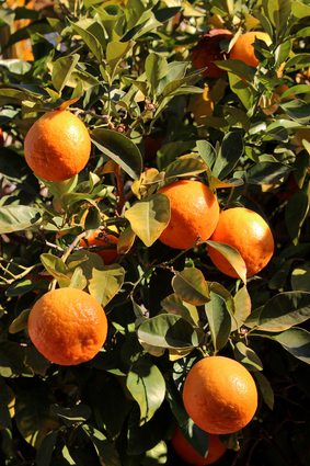 Ripe Oranges