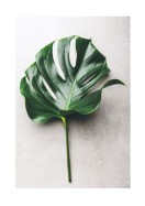 Monstera Leaf | Luo oma juliste