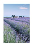 Lavender Fields In France | Luo oma juliste