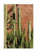 Cactus Plant In The Sun | Luo oma juliste