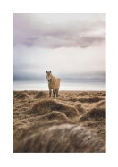 Icelandic Horse In Winter Landscape | Luo oma juliste