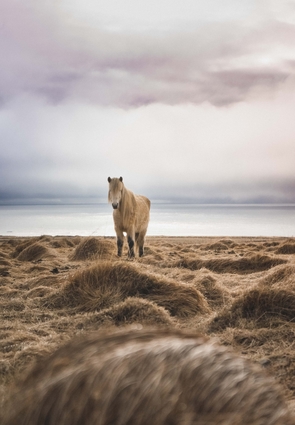 Icelandic Horse In Winter Landscape