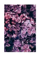 Purple Lilac Bloom | Luo oma juliste
