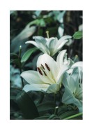White Lily Flowers | Luo oma juliste