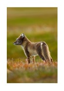 Arctic Fox In The Wild | Luo oma juliste