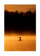 Duck In Morning Light | Luo oma juliste