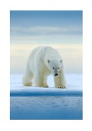 Polar Bear In The Wild | Luo oma juliste