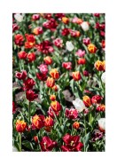 Field Of Colorful Tulips | Luo oma juliste