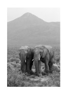 Two Elephants In Black And White | Luo oma juliste