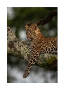 Leopard In A Tree In The Wild | Luo oma juliste