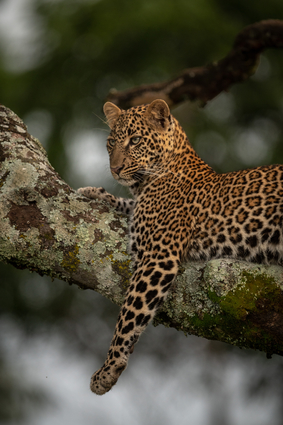 Leopard In A Tree In The Wild