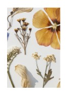 Dried Flowers Collection | Luo oma juliste