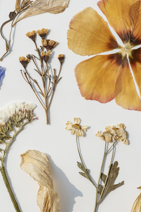 Dried Flowers Collection